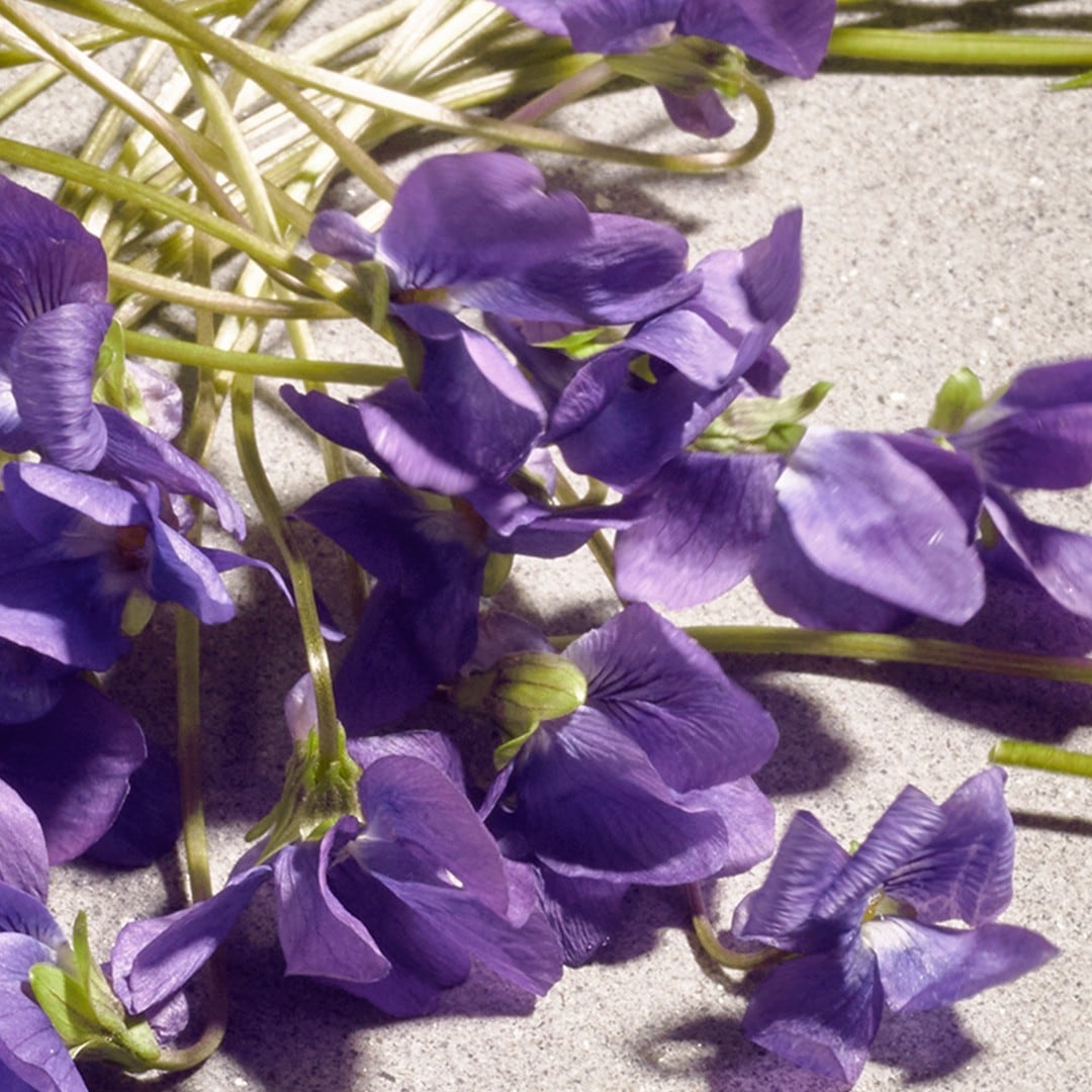 Women's Perfume D&G Dolce Violet EDT 50 ml