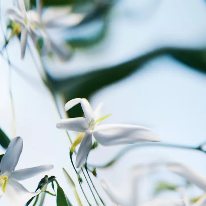 Women's Perfume Byredo BLANCHE 50 ml